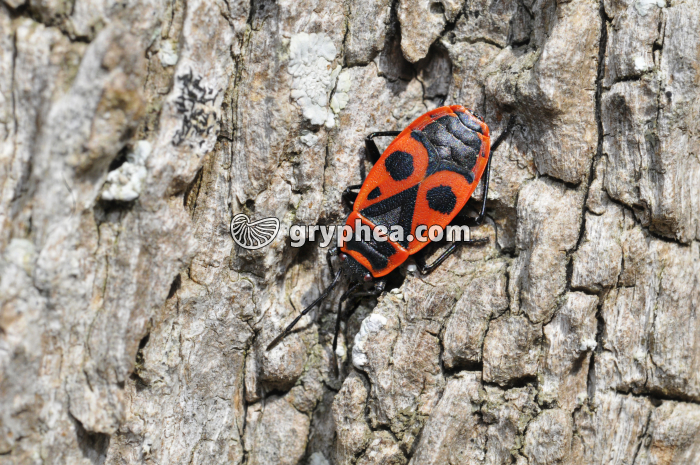 Pyrrhocore (Pyrrhocoris apterus) - gryphea.com